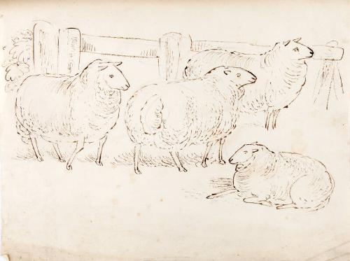 A Flock of Four Sheep