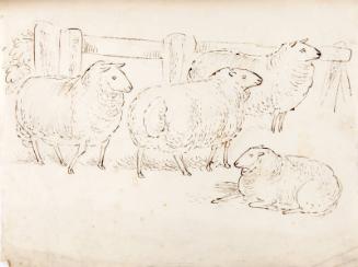 A Flock of Four Sheep