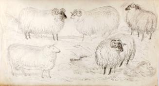A Flock of Five Sheep