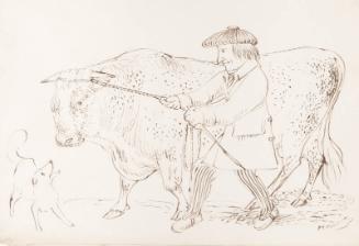 A shepherd pulling his bull