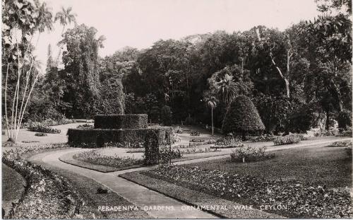 Peradeniya Gardens, Ornamental Walk, Ceylon 
