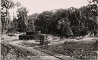 Peradeniya Gardens, Ornamental Walk, Ceylon 
