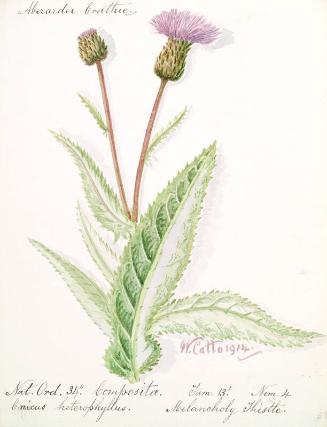 Melancholy thistle (cirsium heterophyllus)