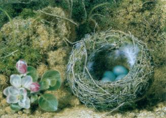 A Bird's Nest And Apple Blossom by John F Sherrin