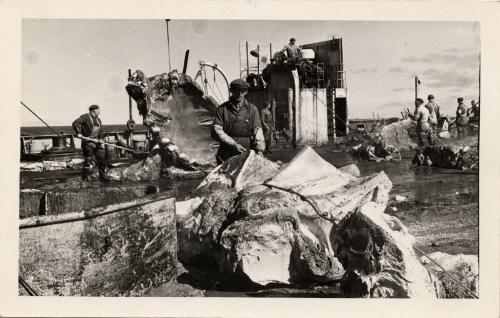 Black and white photograph of whaling scene "the whale's bones"