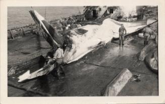 Black and white photograph of whaling scene "cutting off blubber"