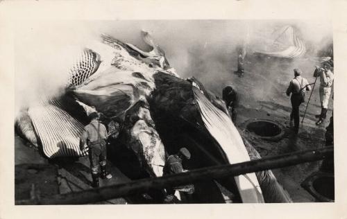 Black and white photograph of whaling scene "cutting of whales"