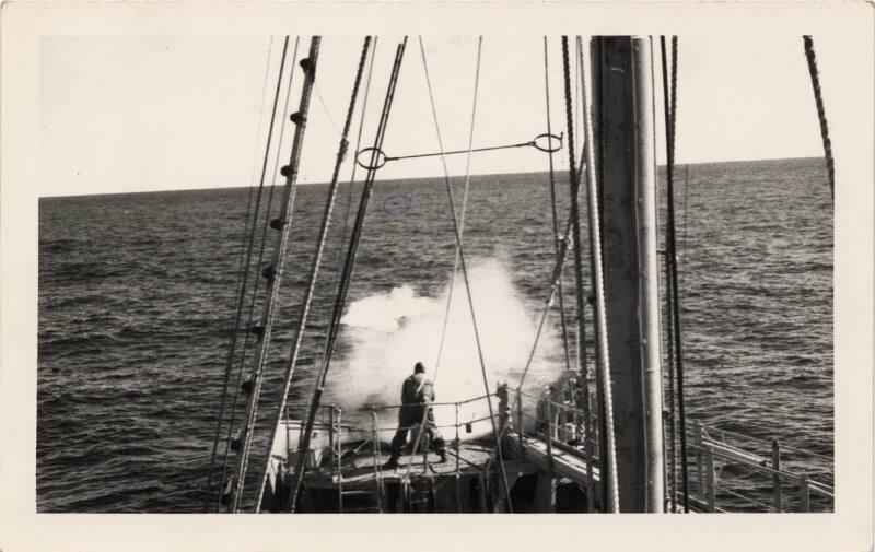 Black and white photograph of whaling scene "'shooting' the whale with harpoon gun"