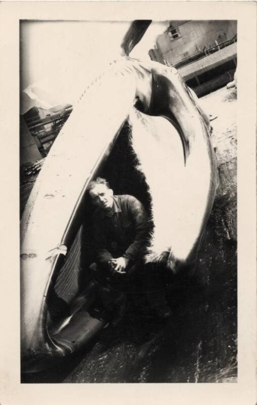 Black and white photograph of whaling scene "alan (jock) in a whale's mouth"