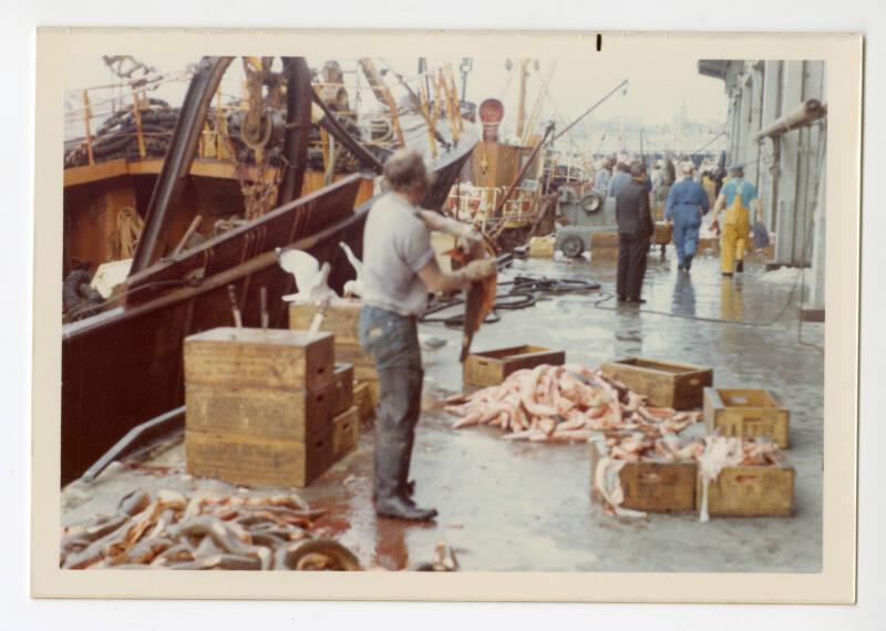 Photograph of fish at Aberdeen Harbour