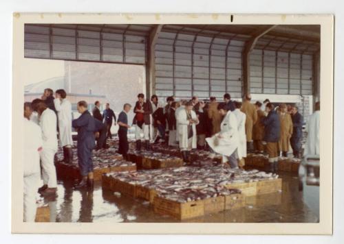 Photograph of fish at Aberdeen Harbour