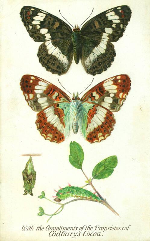 Cadbury's Butterfly and Moth Reward Card: The White Admiral Butterfly