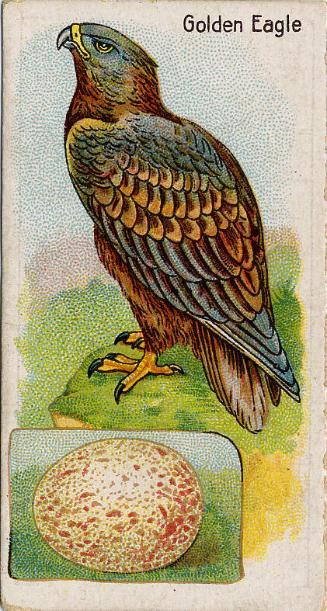 William Gossage & Sons Cigarette Cards: British Birds and Their Eggs Series - Golden Eagle