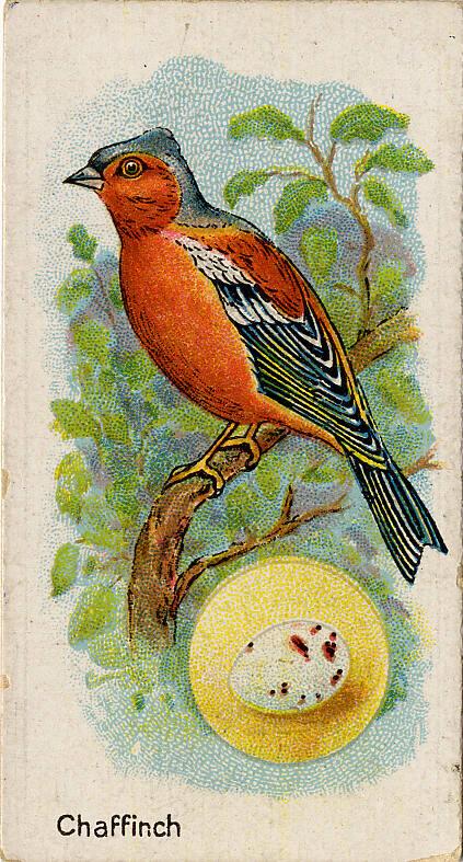 William Gossage & Sons Cigarette Cards: British Birds and Their Eggs Series - The Chaffinch