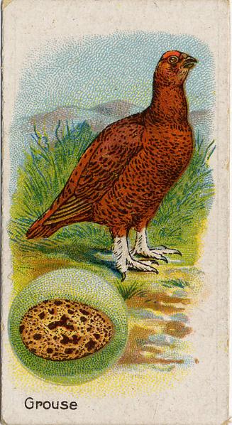 William Gossage & Sons Cigarette Cards: British Birds and Their Eggs Series - The Grouse 

