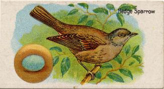 William Gossage & Sons Cigarette Cards: British Birds and Their Eggs Series - The Hedge Sparrow…