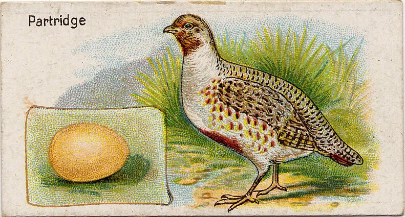 William Gossage & Sons Cigarette Cards: British Birds and Their Eggs Series - The Partridge