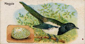 William Gossage & Sons Cigarette Cards: British Birds and Their Eggs Series - The Magpie 