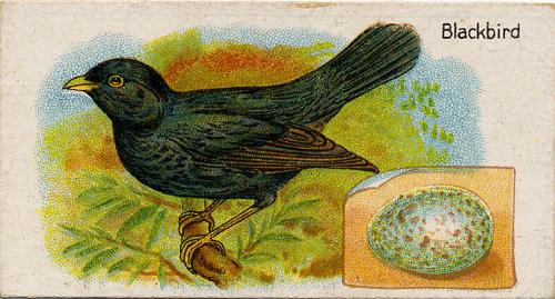 William Gossage & Sons Cigarette Cards: British Birds and Their Eggs Series - The Blackbird