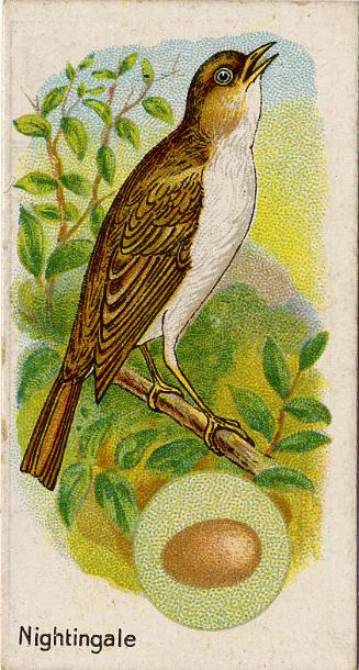 William Gossage & Sons Cigarette Cards: British Birds and Their Eggs Series - The Nightingale 
…