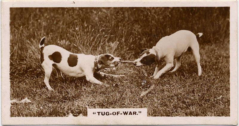 J Millhoff & Co Cigarette Cards: 'De Reszke' Series of Real Photographs - Tug-of-War 