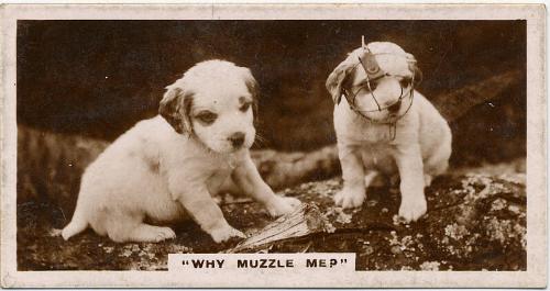 J Millhoff & Co Cigarette Cards: 'De Reszke' Series of Real Photographs - Why Muzzle Me? 
