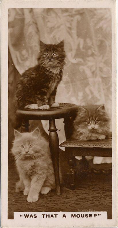 J Millhoff & Co Cigarette Cards: 'De Reszke' Series of Real Photographs - Was that a mouse? 
