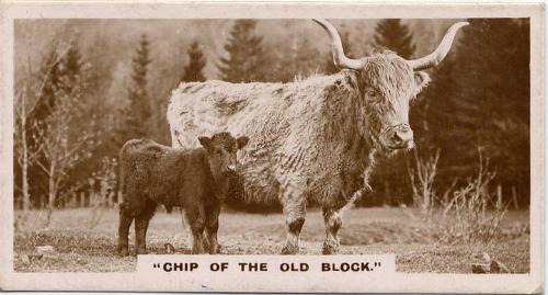 J Millhoff & Co Cigarette Cards: 'De Reszke' Series of Real Photographs - Chip of the Old Block…