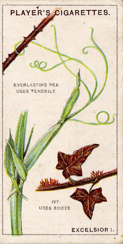 Players Cigarette Cards: Struggle For Existence Series - Excelsior 
