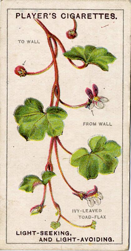 Players Cigarette Cards: Struggle For Existence Series - Light-seeking and Light-avoiding 
