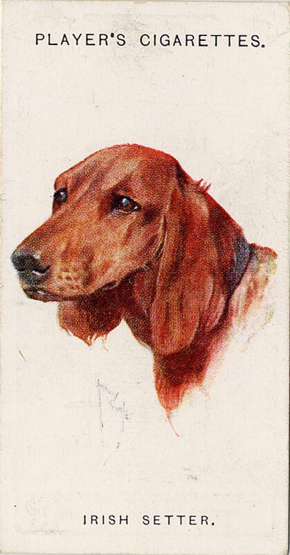 Players Cigarette Cards: Dogs Series - Irish Setter 