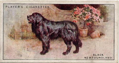 Players Cigarette Cards: Dogs Series - Black Newfoundland 
