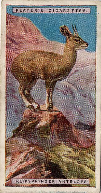 Players Cigarette Cards: Natural History Series - Kilspringer Antelope 
