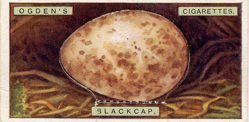 Ogden's Cigarette Cards: Bird's Eggs Series - Blackcap's Egg