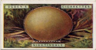 Ogden's Cigarette Cards: Bird's Eggs Series - Nightingale's Egg 
