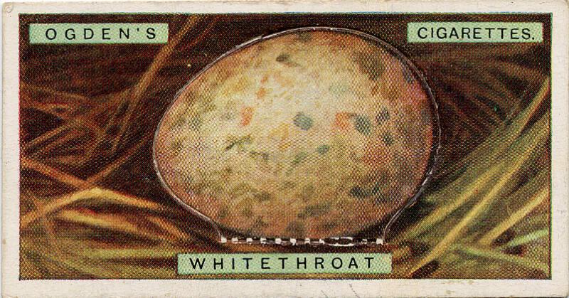 Ogden's Cigarette Cards: Bird's Eggs Series - Whitethroat's Egg 
