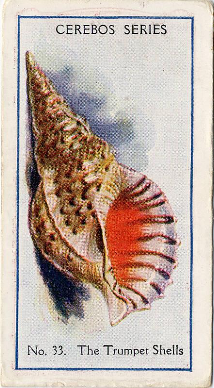 Cerebos Series Cards: Sea Shells - The Trumpet Shells 
