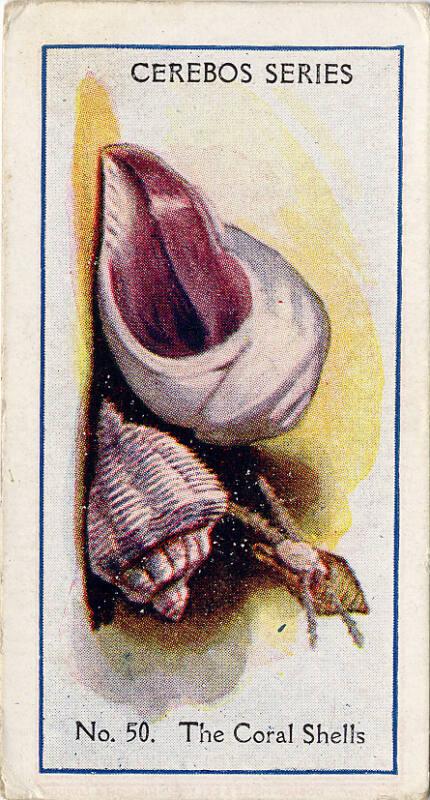 Cerebos Series Cards: Sea Shells - The Coral Shells