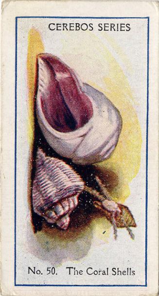 Cerebos Series Cards: Sea Shells - The Coral Shells