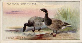 Players Cigarette Cards: Game Birds And Wild Fowl Series - Brent Goose 