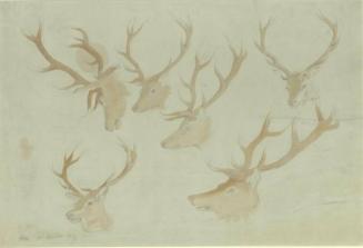 Studies Of Heads Of Deer