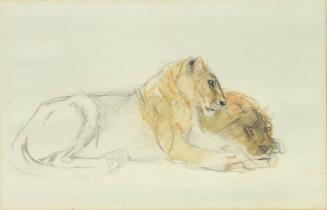 Study of Two Lionesses
