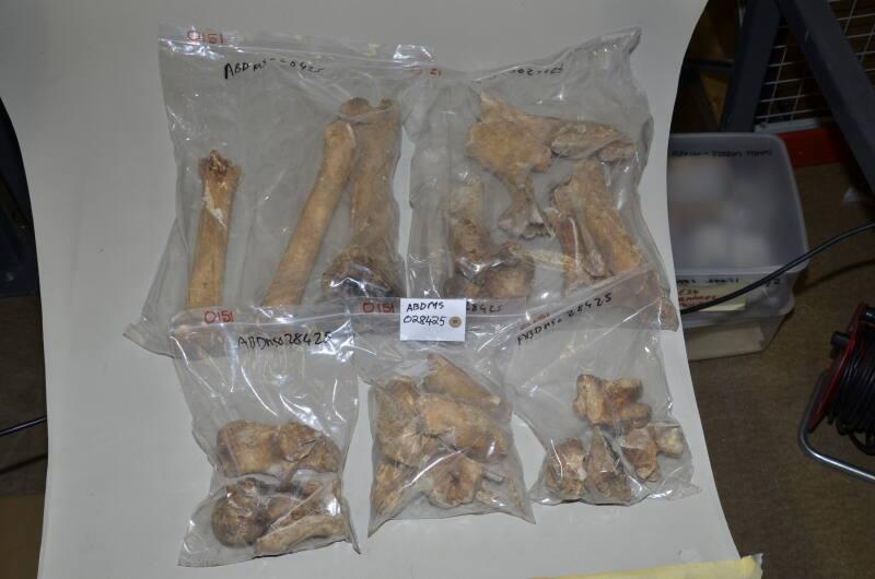 O151 Horse Bones (2 Boxes)