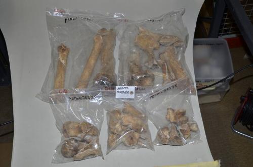 O151 Horse Bones (2 Boxes)