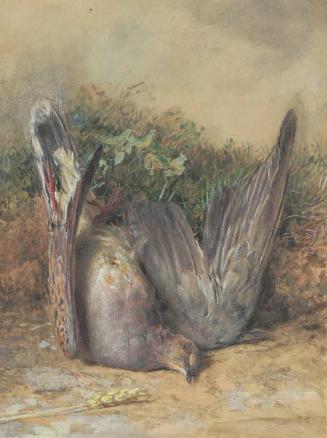 A Dead Dove