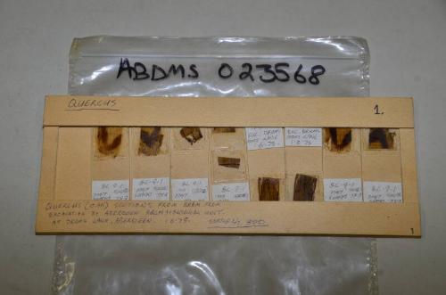 E14 Oak Thin Sections On Slides From Beam - Drums Lane