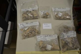E37 Animal bones