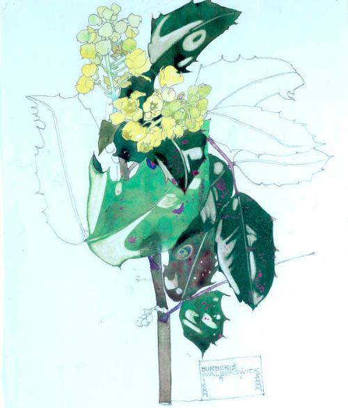 Berberis, Walberswick by Charles Rennie Mackintosh