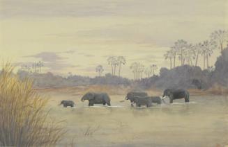Elephants Crossing the Ruhaha River