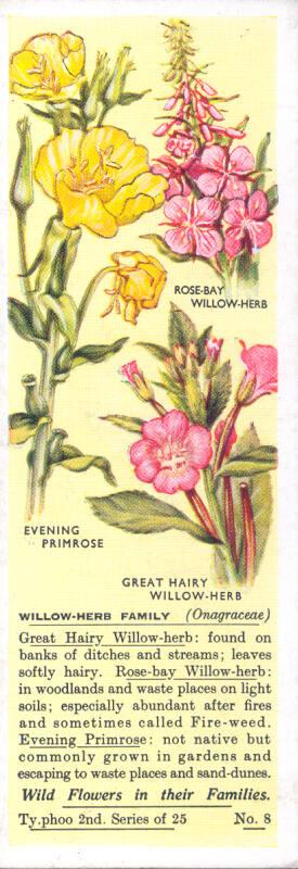 Typhoo Tea Cards: Wild Flowers in their Families: Willow-Herb Family 